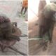 Baboon attacks girl in Enugu