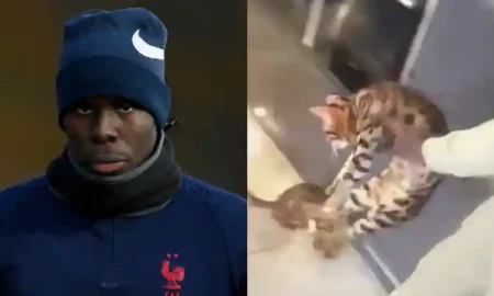 Kurt Zouma: West Ham's star slammed with 180 hours of community service, banned from owning cats